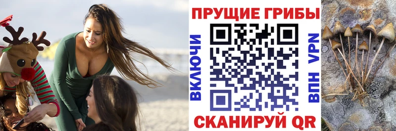 Купить закладки  Мегион  Псилоцибиновые грибы GOLDEN TEACHER 